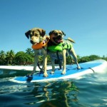 Stand Up Paddle Board isn't just for humans anymore!